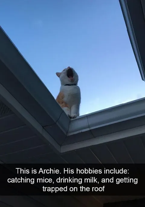 Archie Trapped on the Roof