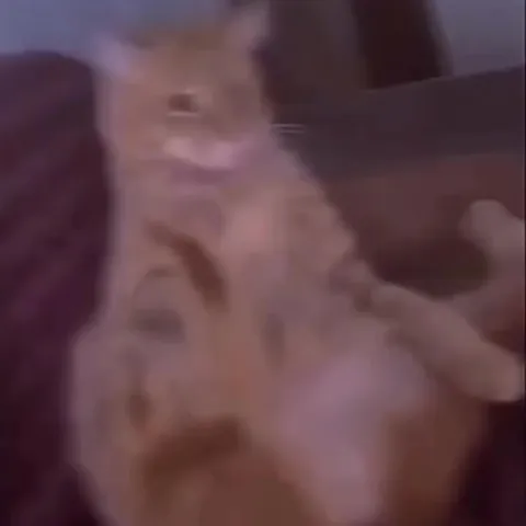 Кот недовольно смотрит