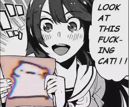 Look at This Fucking Cat