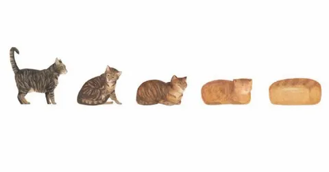 Кот превращается в хлеб