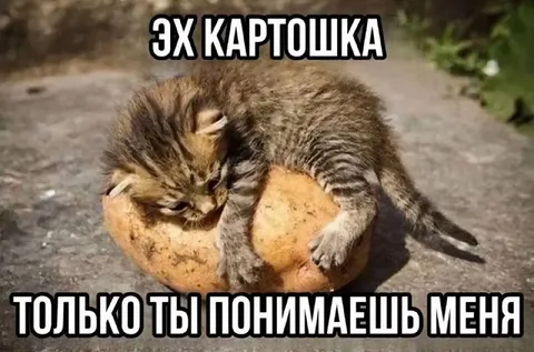Эх картошка, только ты понимаешь меня