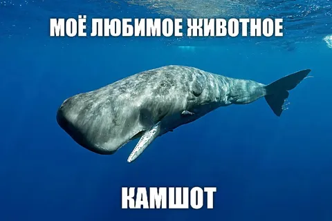 Моё любимое животное — камшот