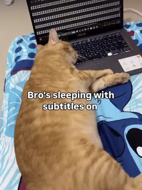Cat Sleeping With Subtitles