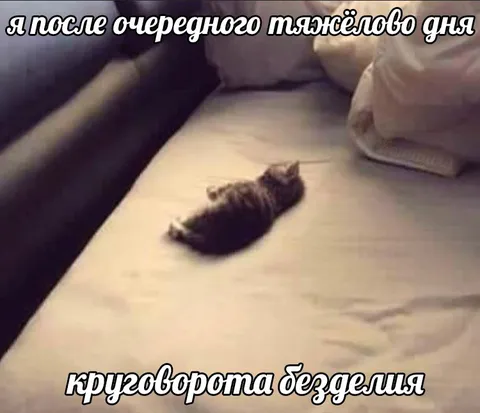 Кот после тяжёлого дня безделья