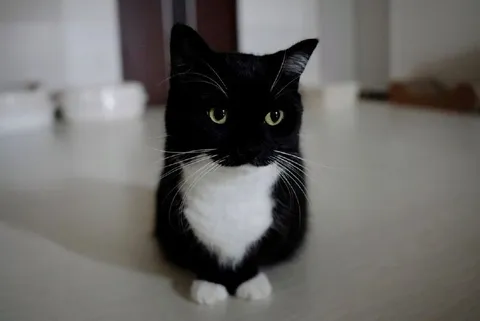 Серьёзный кот в смокинге