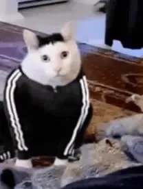 Кот в спортивном костюме