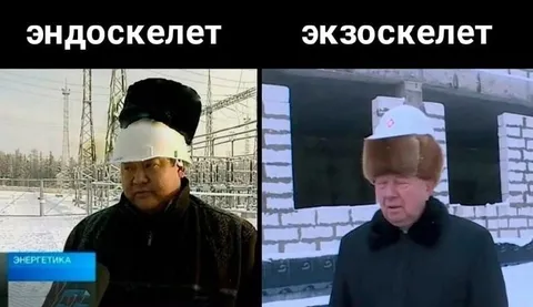 Эндоскелет и экзоскелет