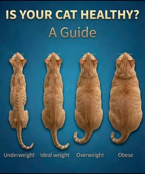 Is Your Cat Healthy?
