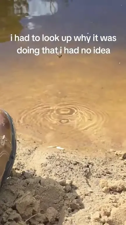 Why Is This Bug Walking on Water