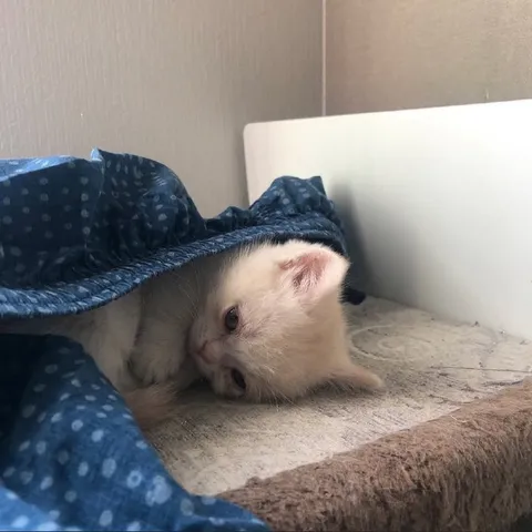 Котёнок прячется под одеялом