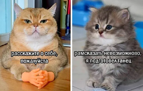 Коты на собеседовании