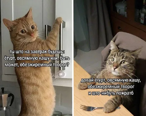 Кот выбирает завтрак