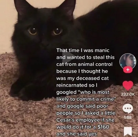 Manic Cat-Napping Plan