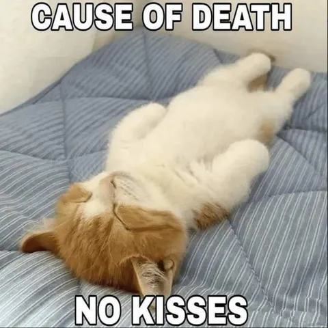 No Kisses Cat
