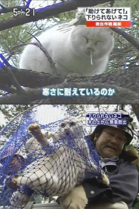 木から下りられないネコ救出