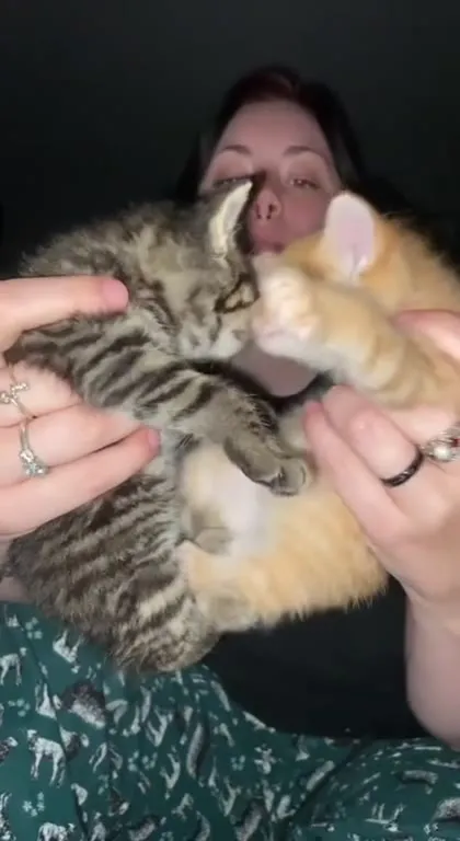 Котята мешают девушке говорить