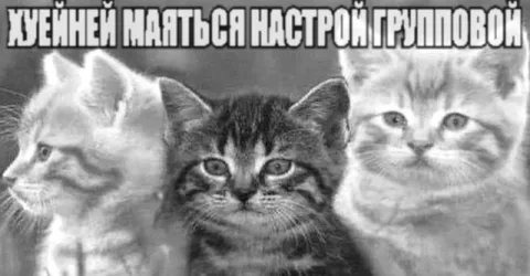 Котята с групповым настроем