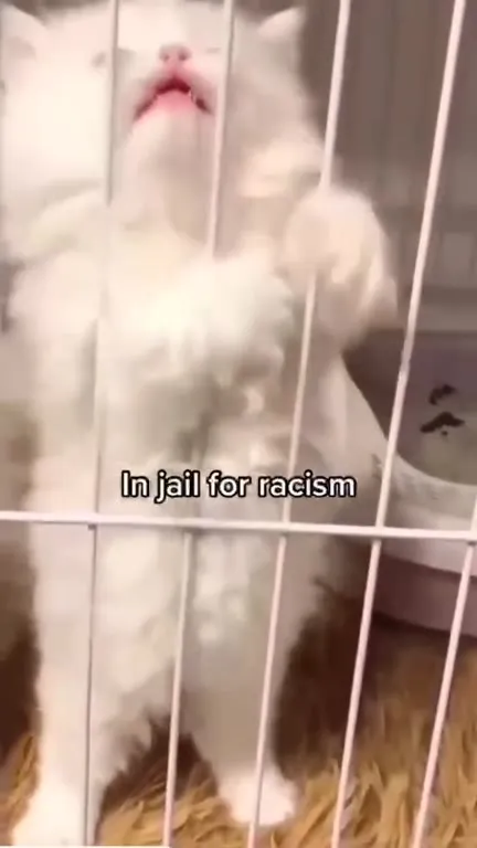 Cat in Jail for Racism