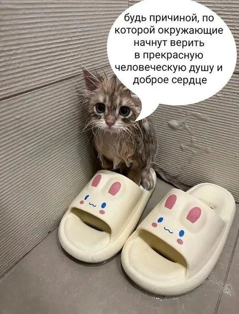 Мокрый кот в тапочках
