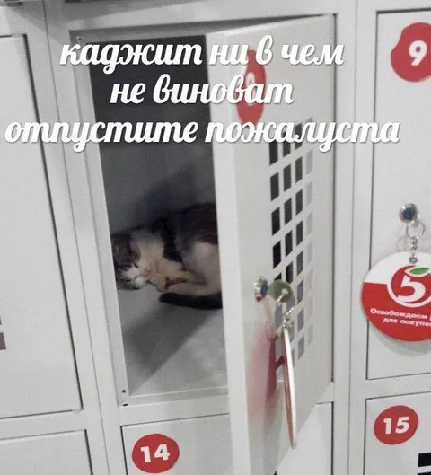 Кот просит отпустить