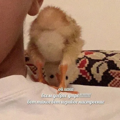 Игривое доброе утро