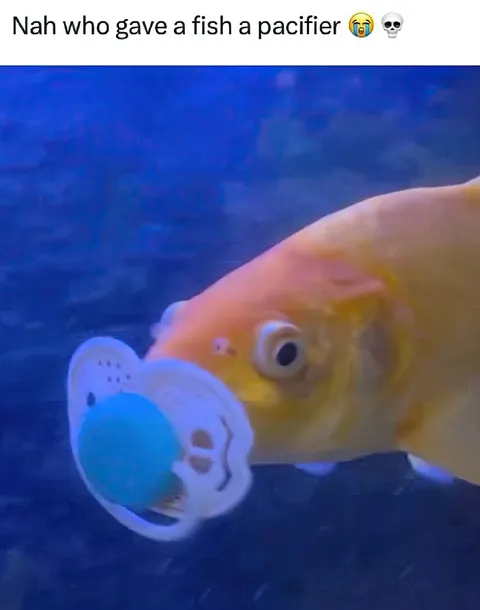 Fish With a Pacifier