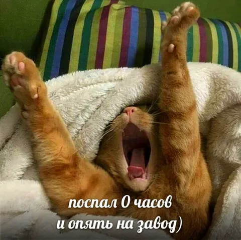 Кот после нулевого сна