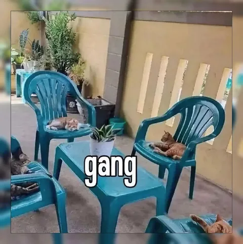 Cat Gang on Plastic Chairs