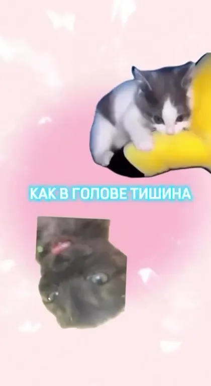 Коты пахнут как спокойствие