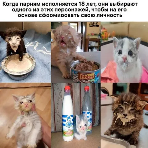 Котята выбирают личность