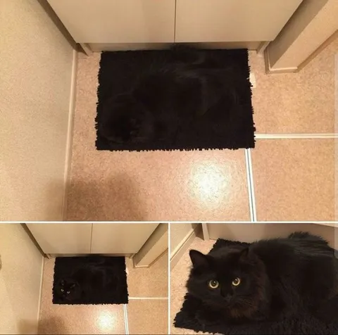 Коврик оказался котом