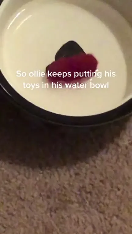 Catnip Toys in the Water Bowl