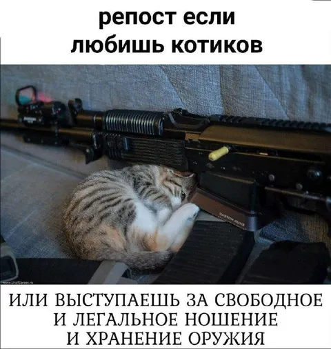 Репост за котиков и оружие