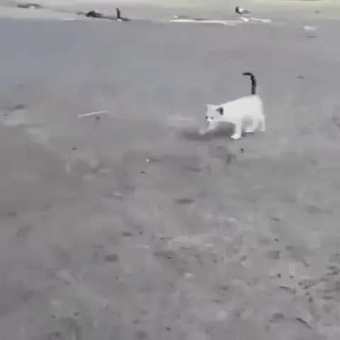 Котик идёт к бордюру