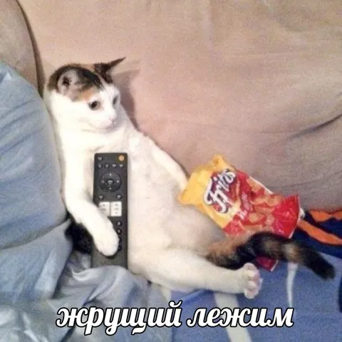 Жрущий лежим кот