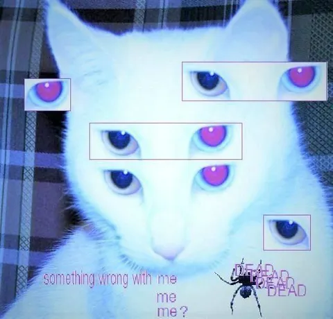 Something Wrong With Me Cat
