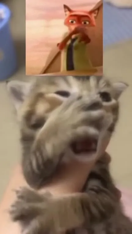 Котёнок громко мяукает
