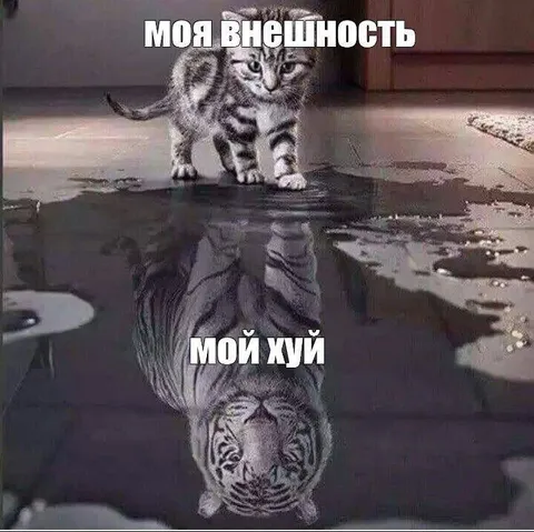 Моя внешность — мой хуй