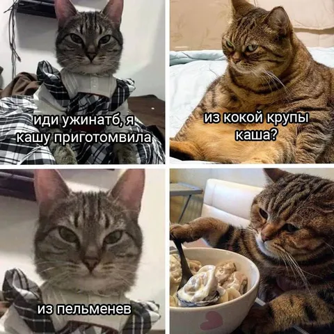 Кошка приготовила кашу из пельменей