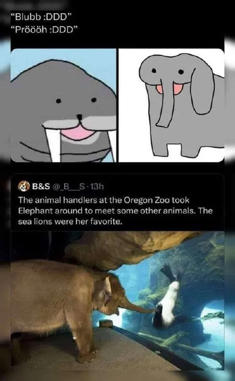 Elephant Meets Sea Lions