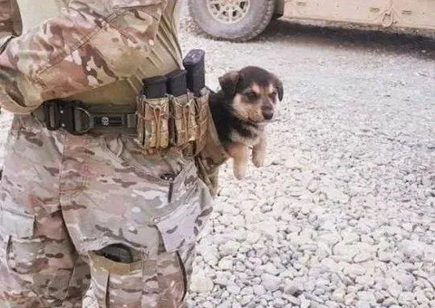 Щенок на тактическом жилете