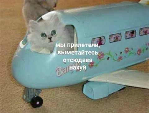 Кот прилетел и требует выметаться