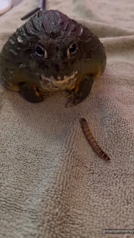 Frog Hunts a Worm