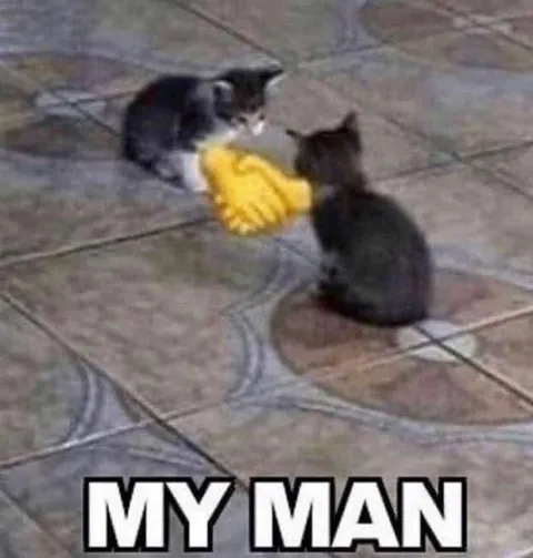 My Man Cat Handshake