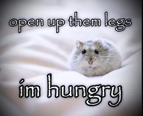 Hungry Hamster Under the Blanket