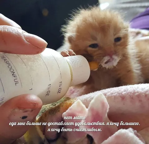 Котёнок хочет большего