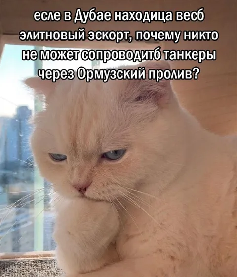 Элитовый эскорт и танкеры
