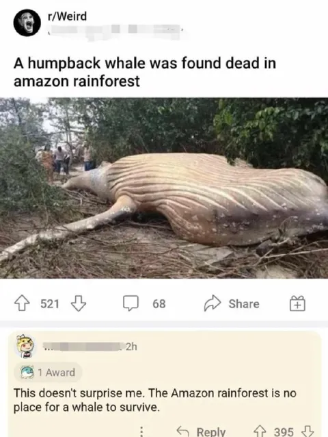 Whale in the Amazon Rainforest