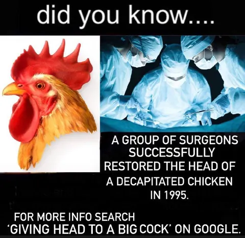 Giving Head to a Big Cock