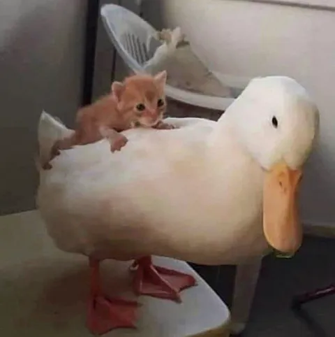 Котёнок едет на утке